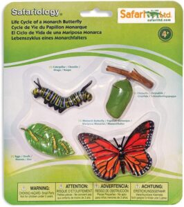 Ciclo de la vida Safari de la mariposa monarca